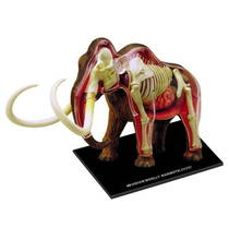 4d Master Vision Anatomi Modeli - Mamut