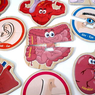 Organlar Puzzle - 30 Parça
