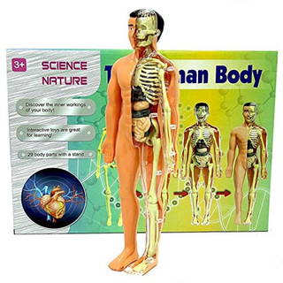 İnsan Vücudu 3d Eğitim Seti