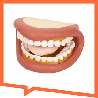 Büyük Oral-motor Ağız Maketi