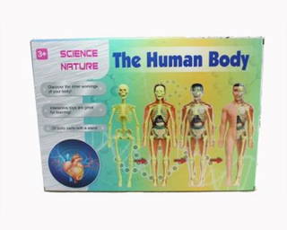 İnsan Vücudu 3d Eğitim Seti